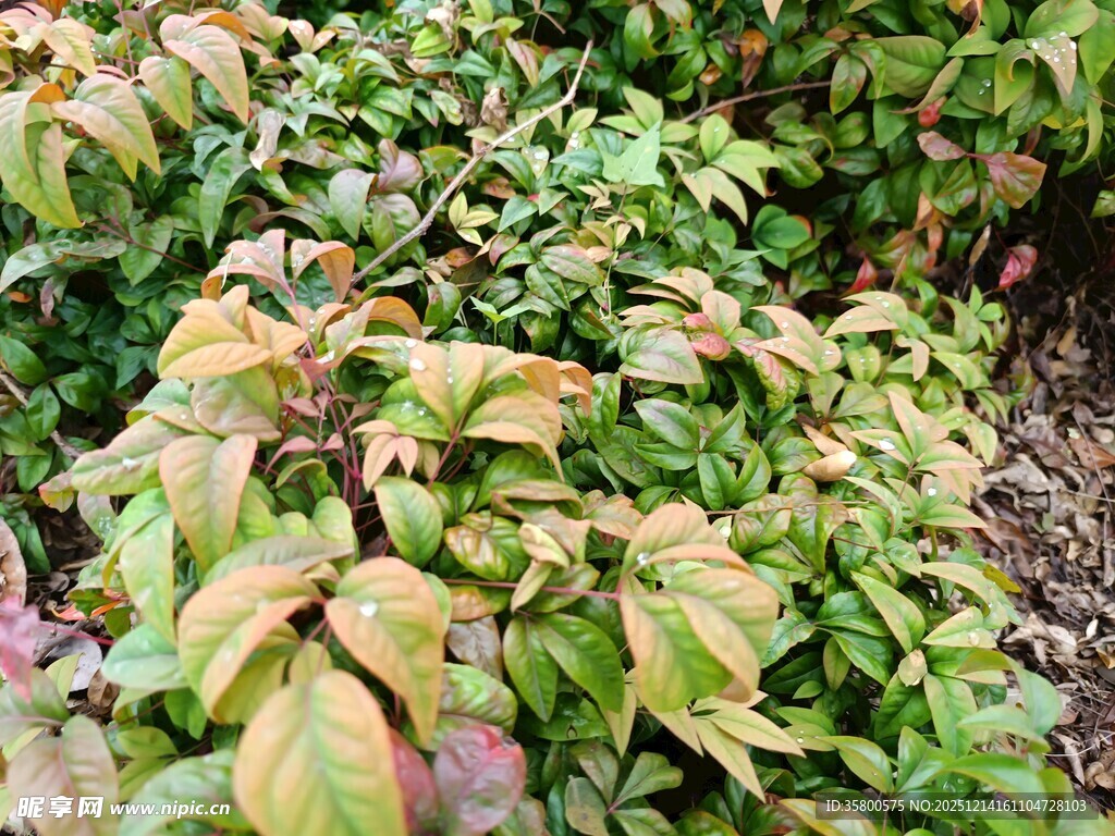 多彩叶片植物景观