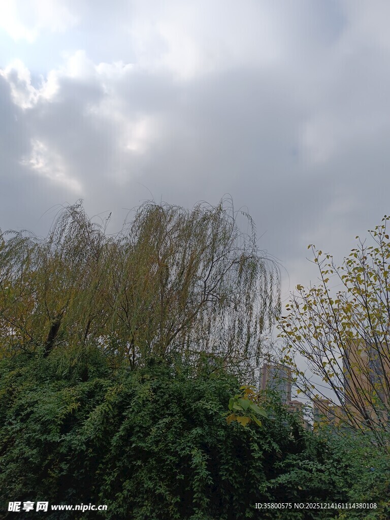 阴天中的葱郁树木与垂柳