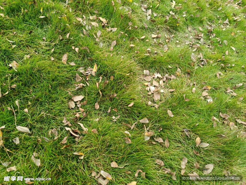 草地上散落的枯叶
