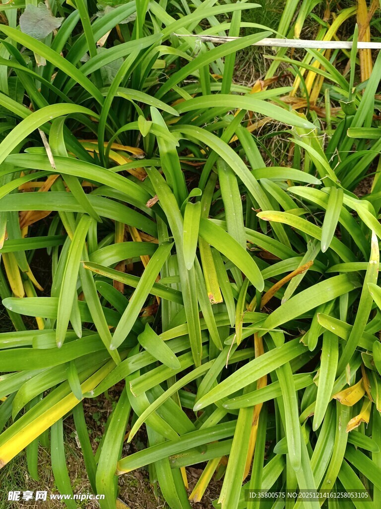 翠绿修长的植物叶片