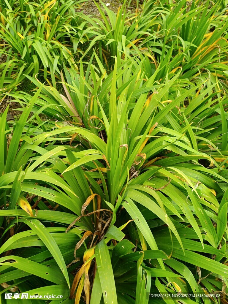 翠绿繁茂的热带植物景观