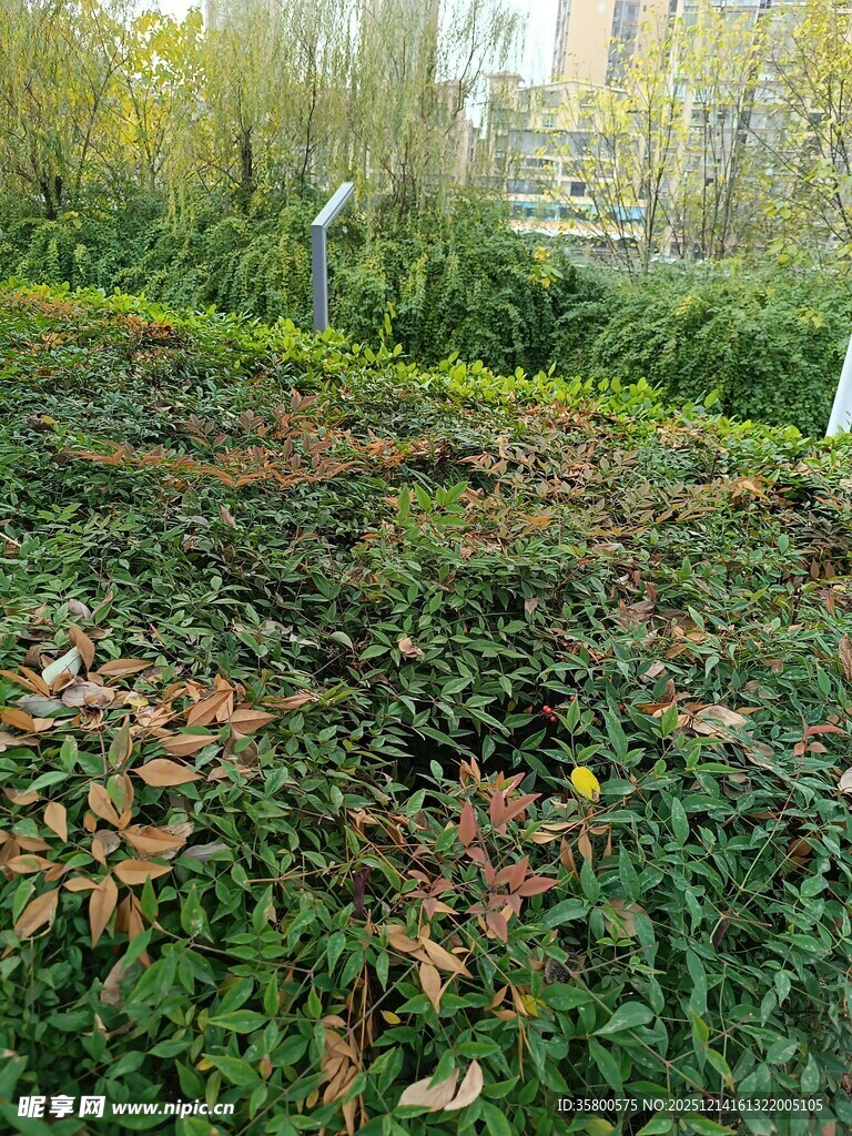 秋日绿植景观
