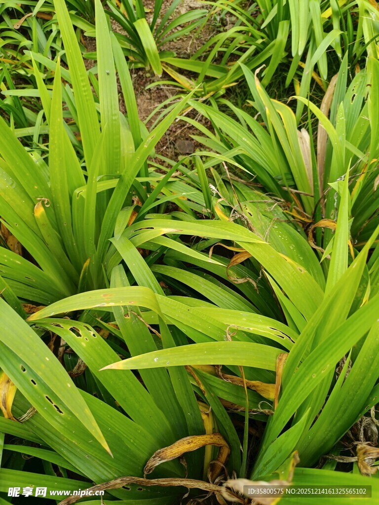 翠绿繁茂的热带植物景观
