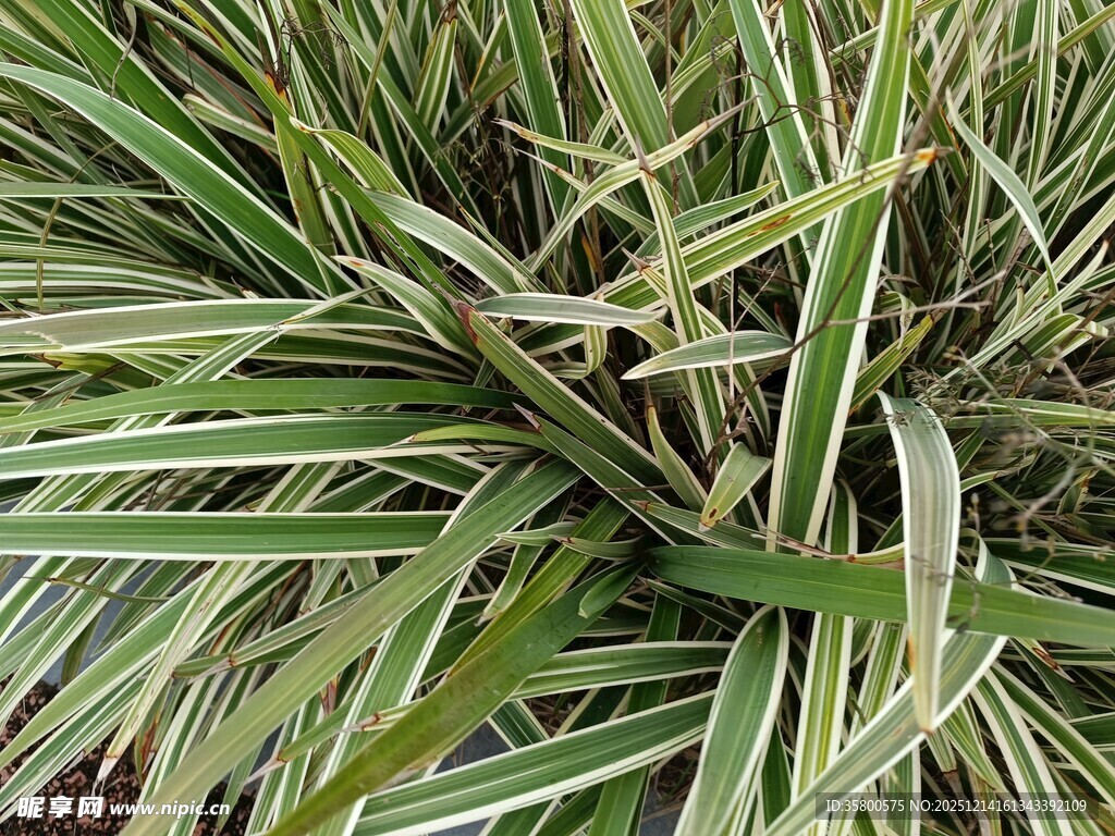 金边麦冬植物特写