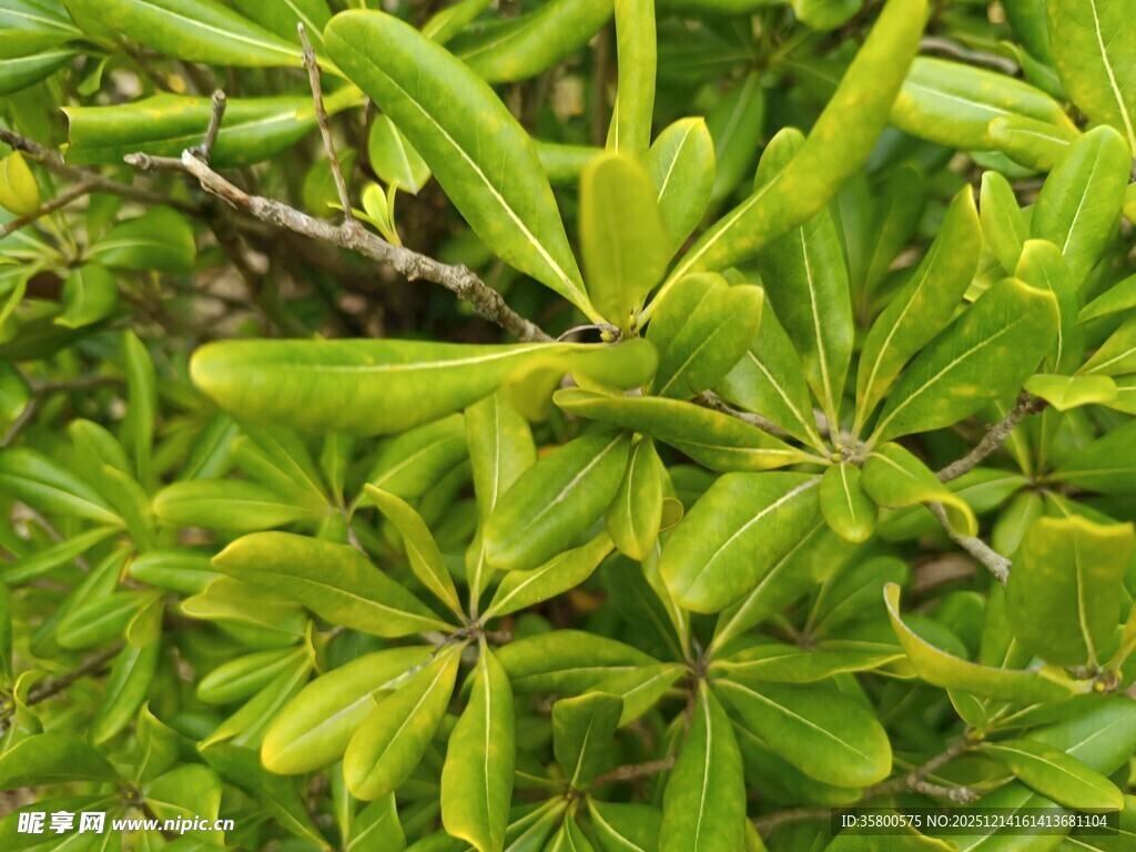 翠绿叶片簇拥的生机景象