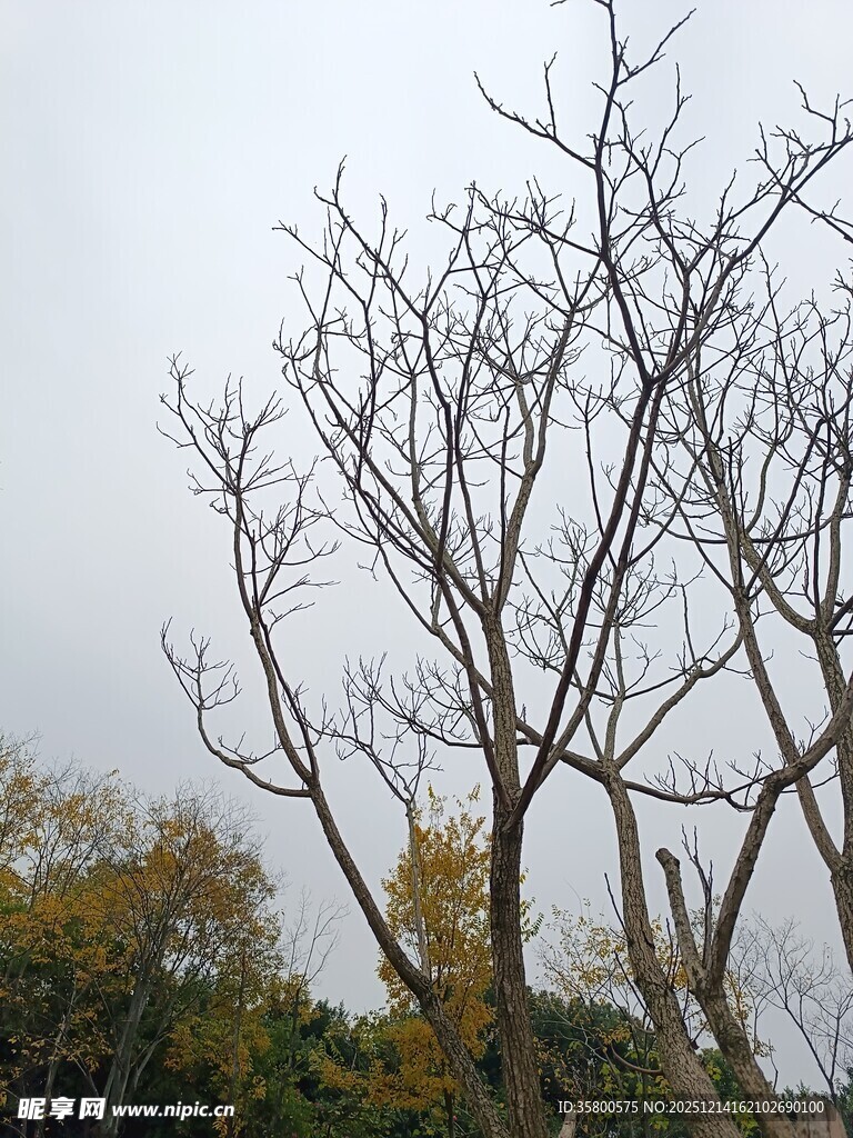 冬日枯树景象