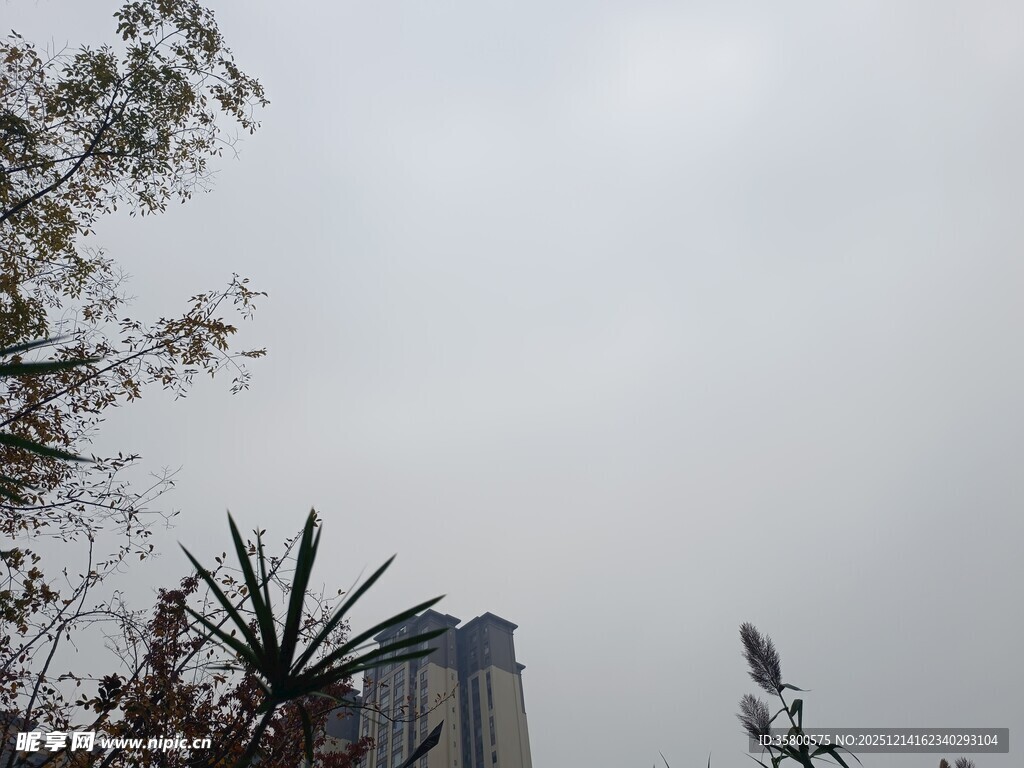 城市天际线与树木景观