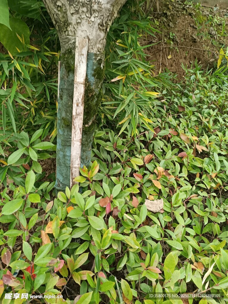 绿植环绕下的金属排水口