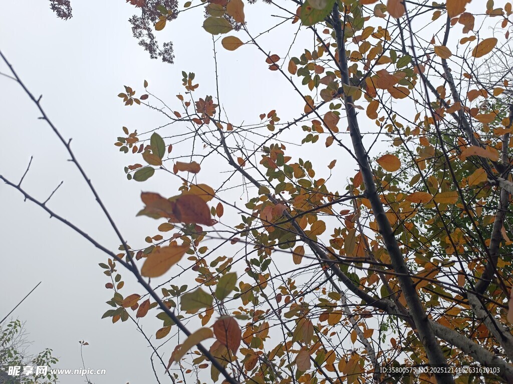 秋日树枝上的斑斓树叶