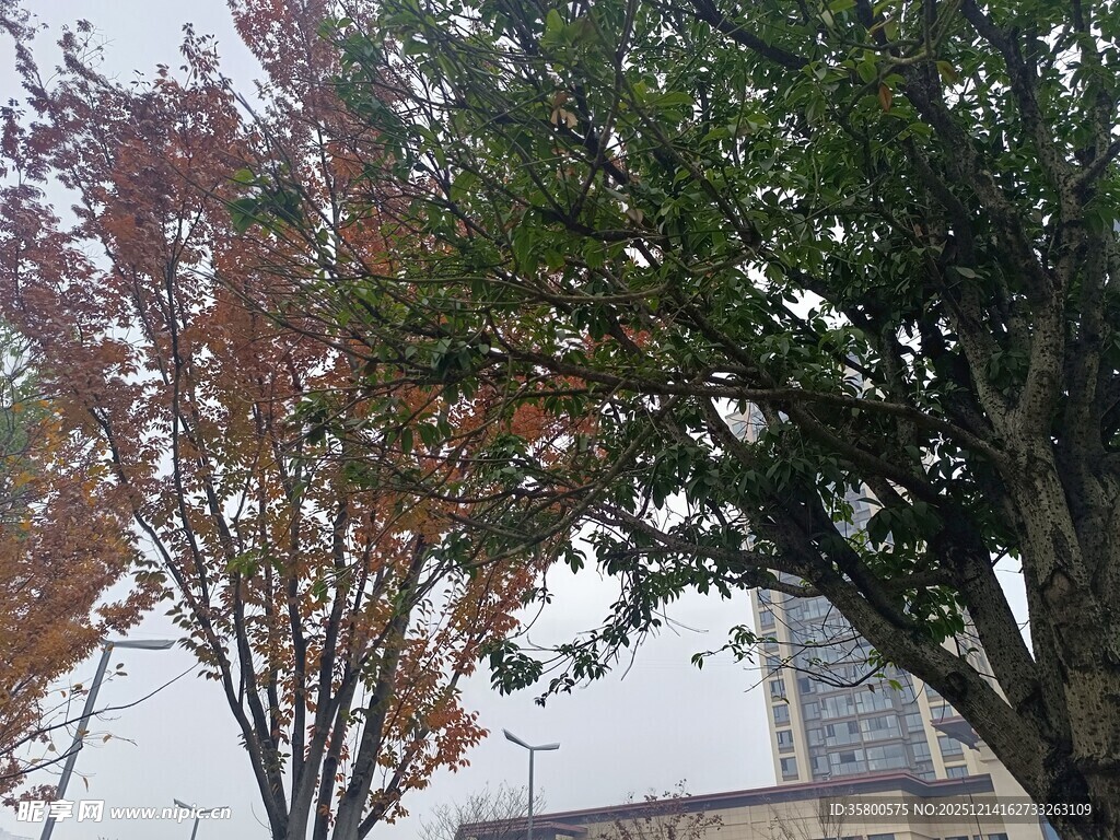 秋日多彩树木景致