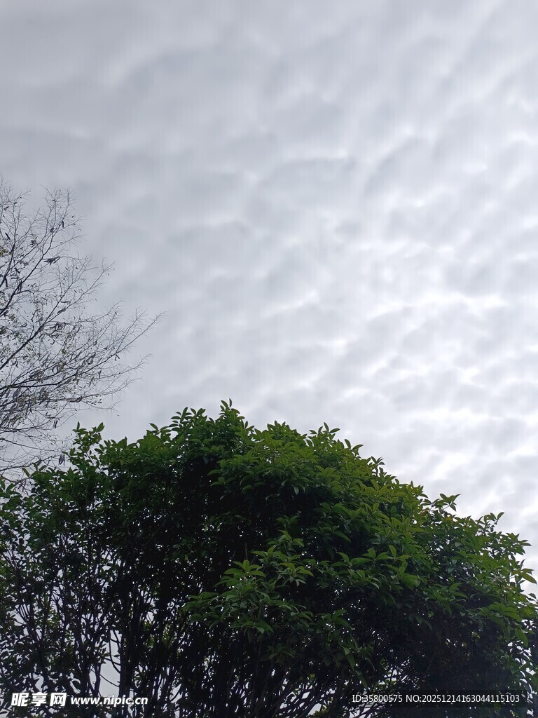 绿树之上的云层景观