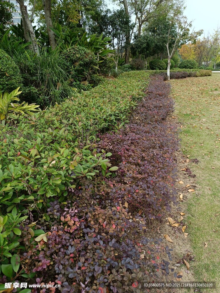 多彩植物装点的花园小径