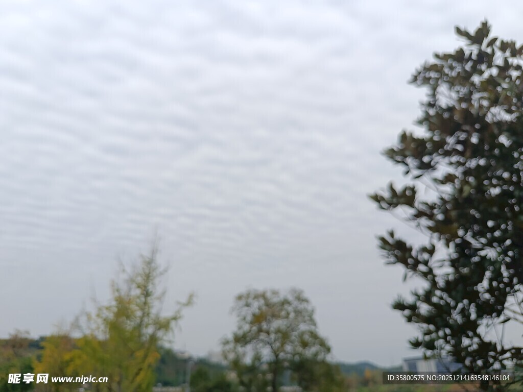 阴天户外树木景观