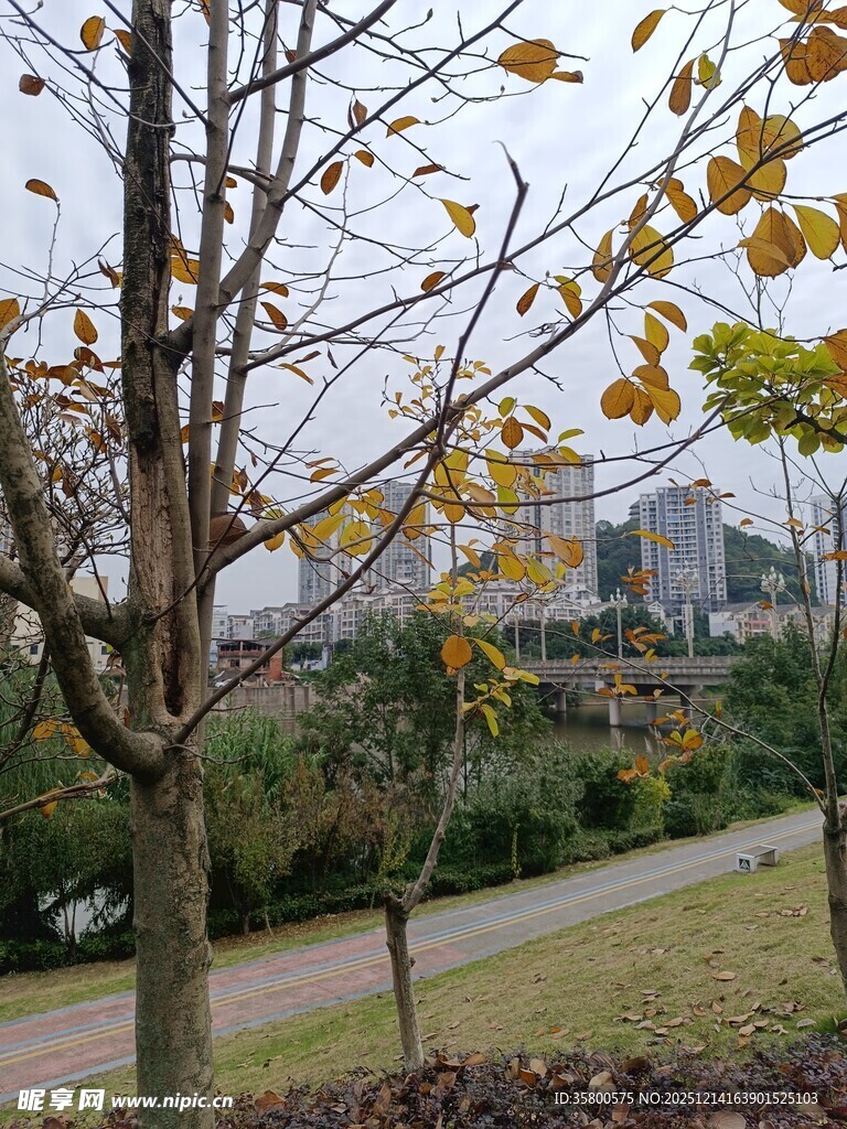 秋日公园的光秃树木景观