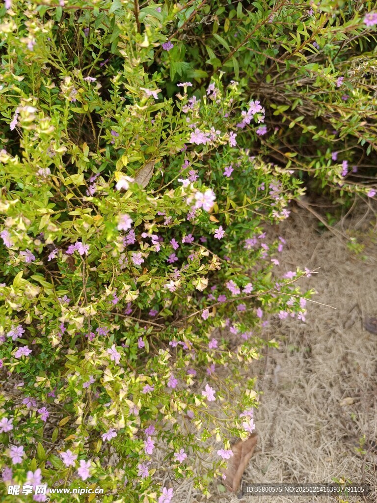 草丛中的紫色小花绽放