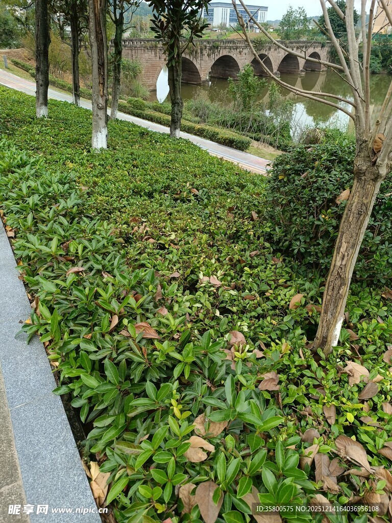 城市路边绿植景观