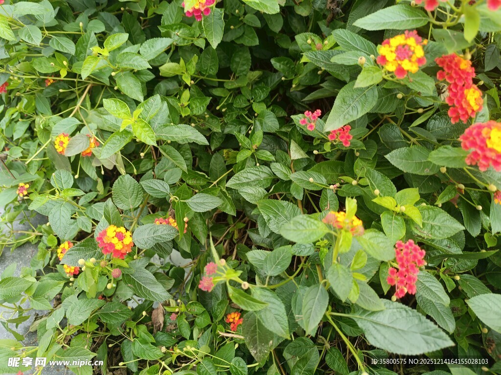 多彩花卉绿植景观