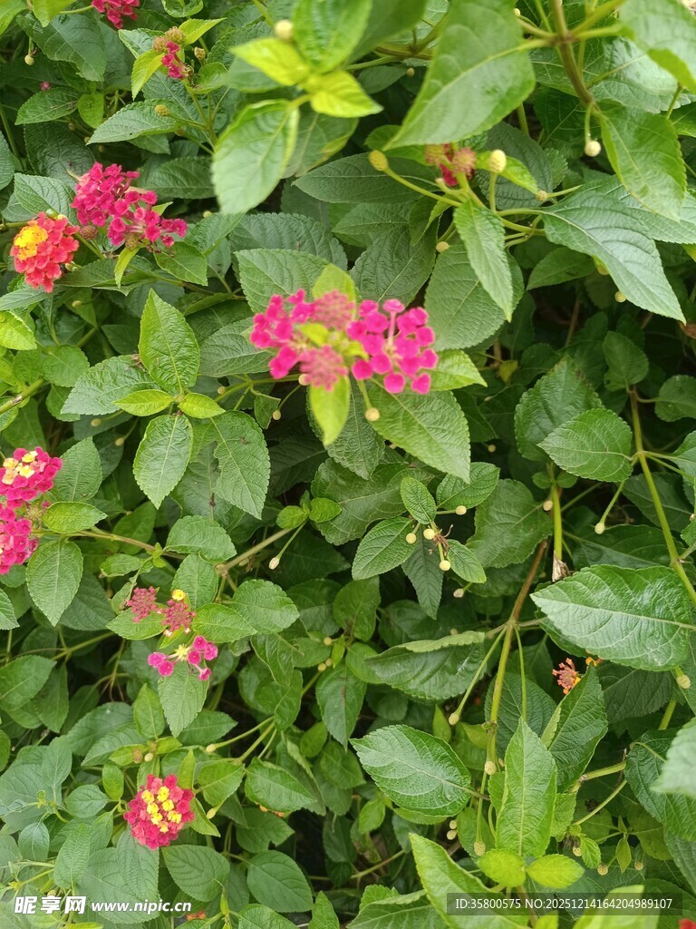 绿叶丛中绽放的艳丽花朵