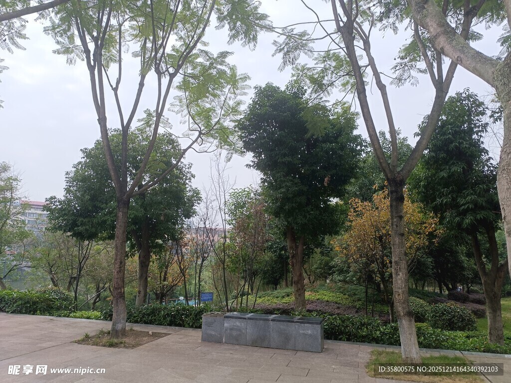 城市中的静谧林荫景观