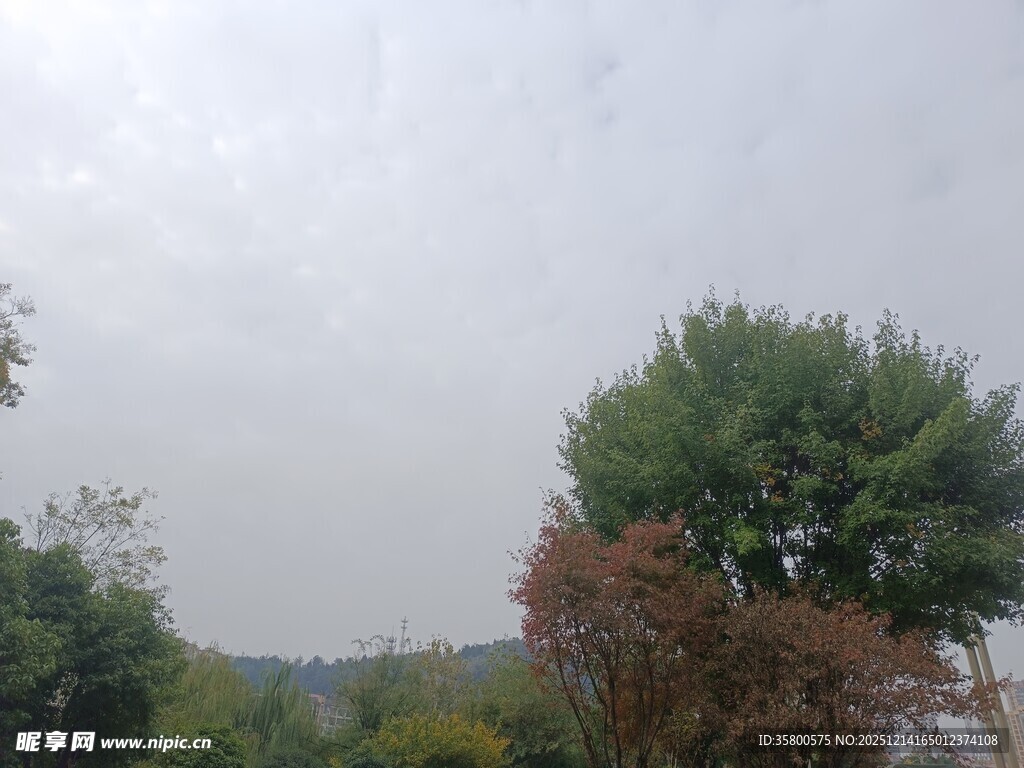 山林云雾间的树木景致