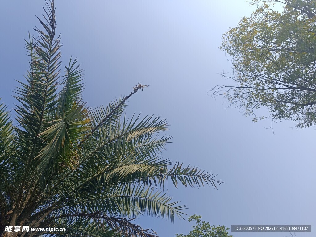 蓝天映衬下的棕榈树与绿树