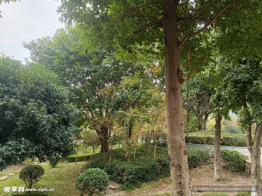 绿意盎然的林间景观