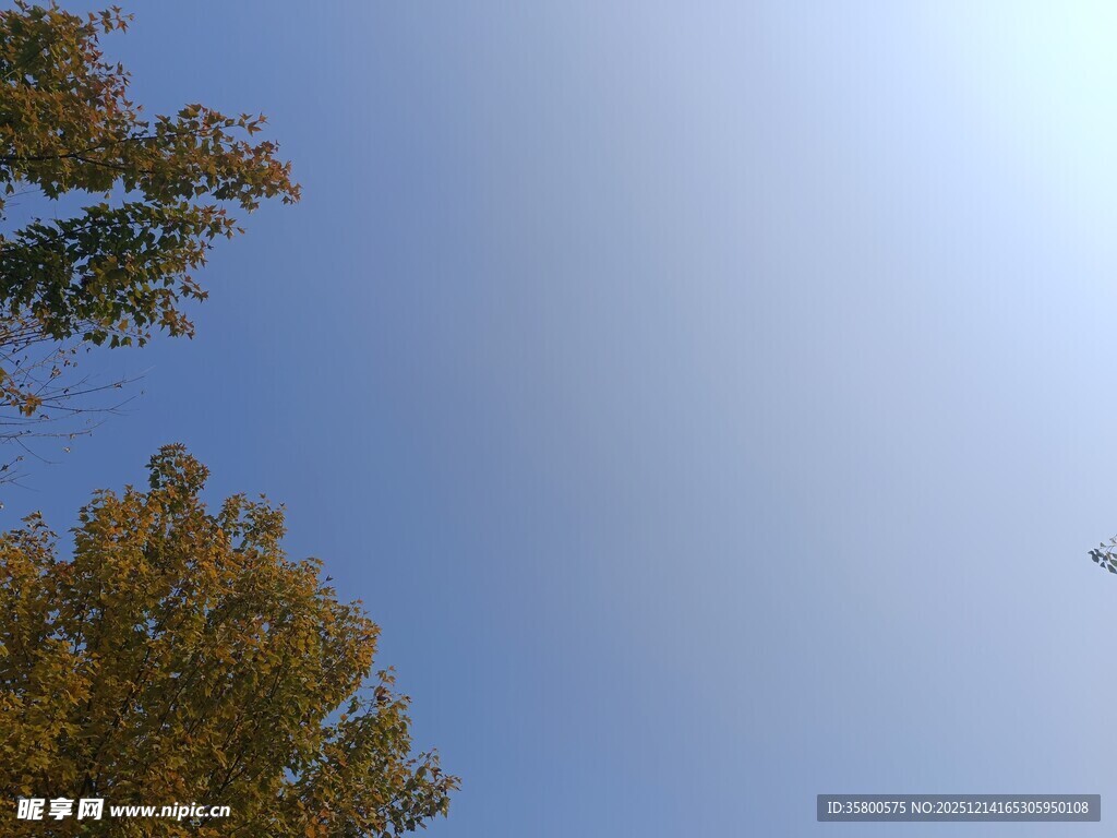 仰望秋日蓝天与树木