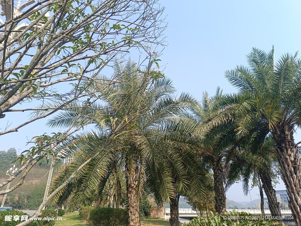 热带棕榈树景观