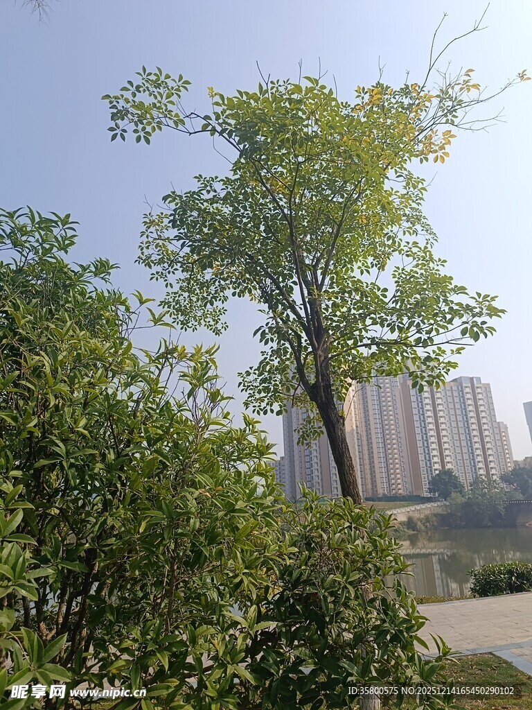 绿树掩映下的城市建筑