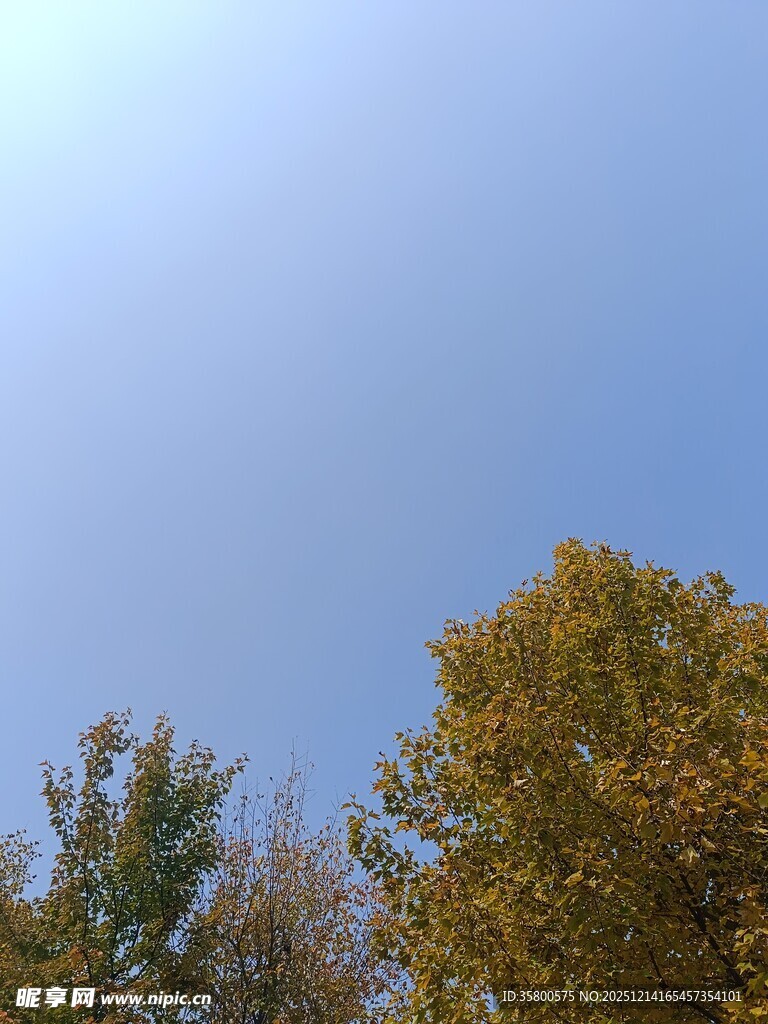 秋日蓝天与树木