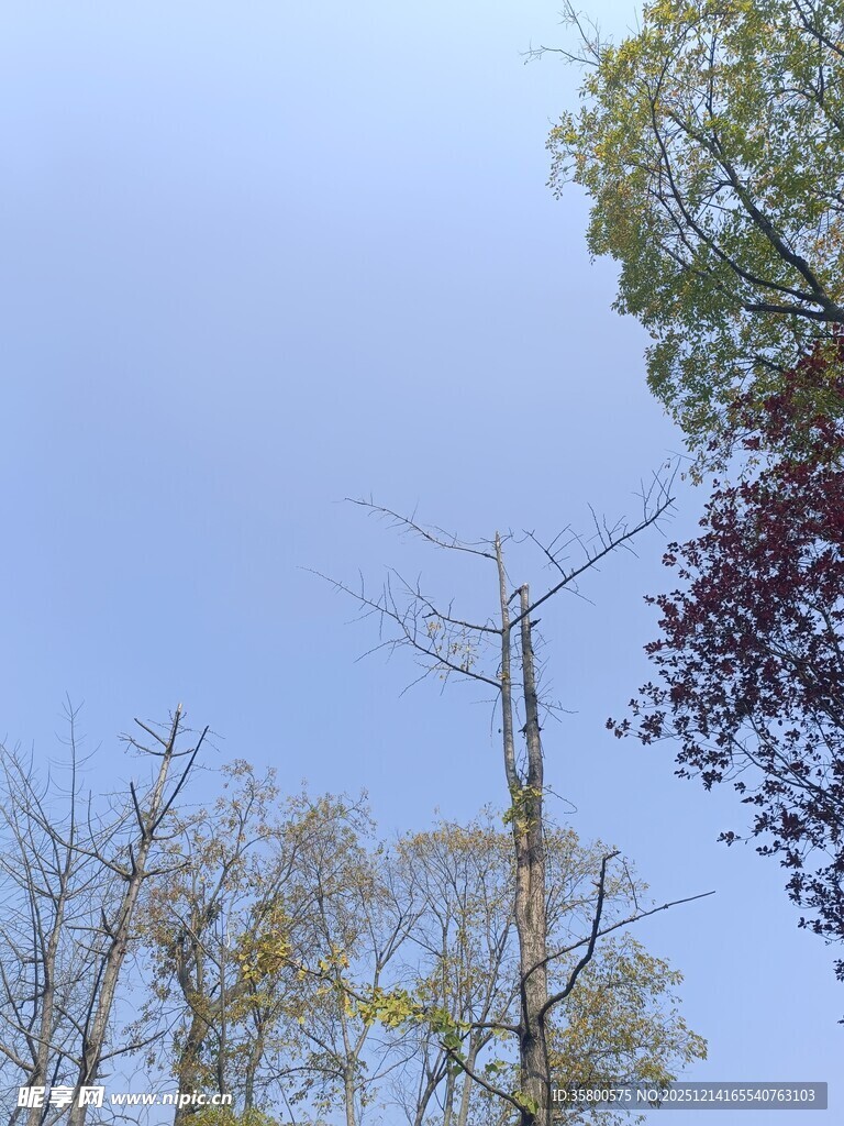 秋日树梢与蓝天景致