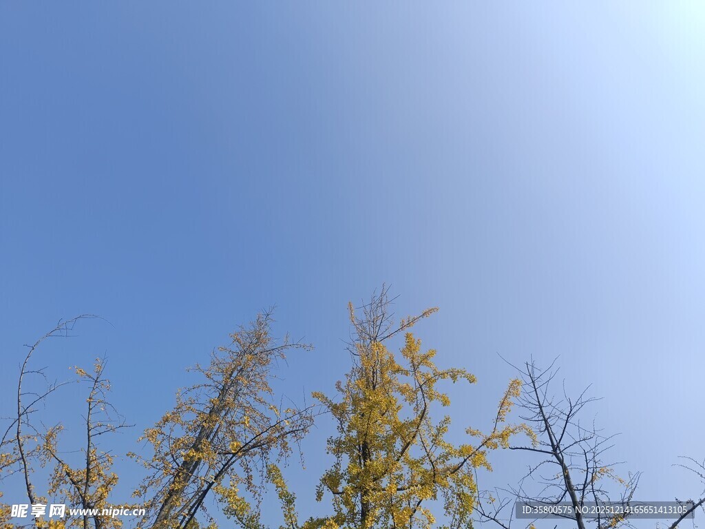蓝天映衬下的金黄树枝