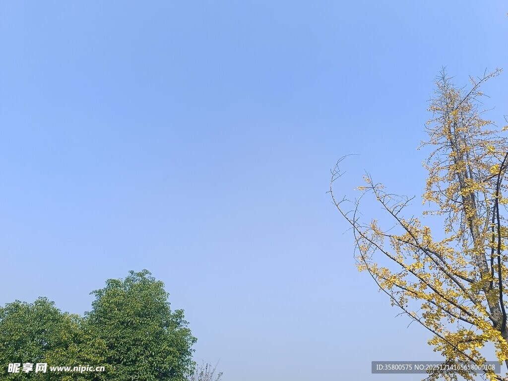 蓝天绿树间的多彩枝叶