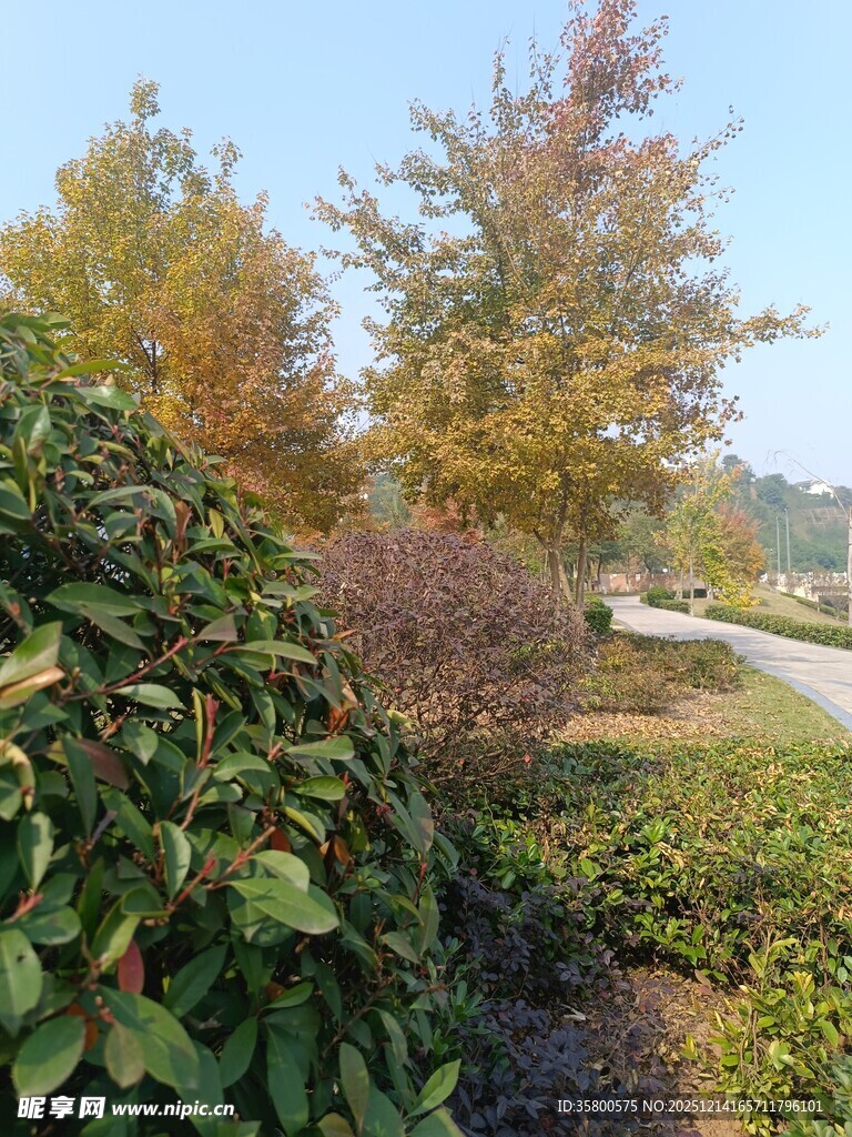 秋日园林绿植景观