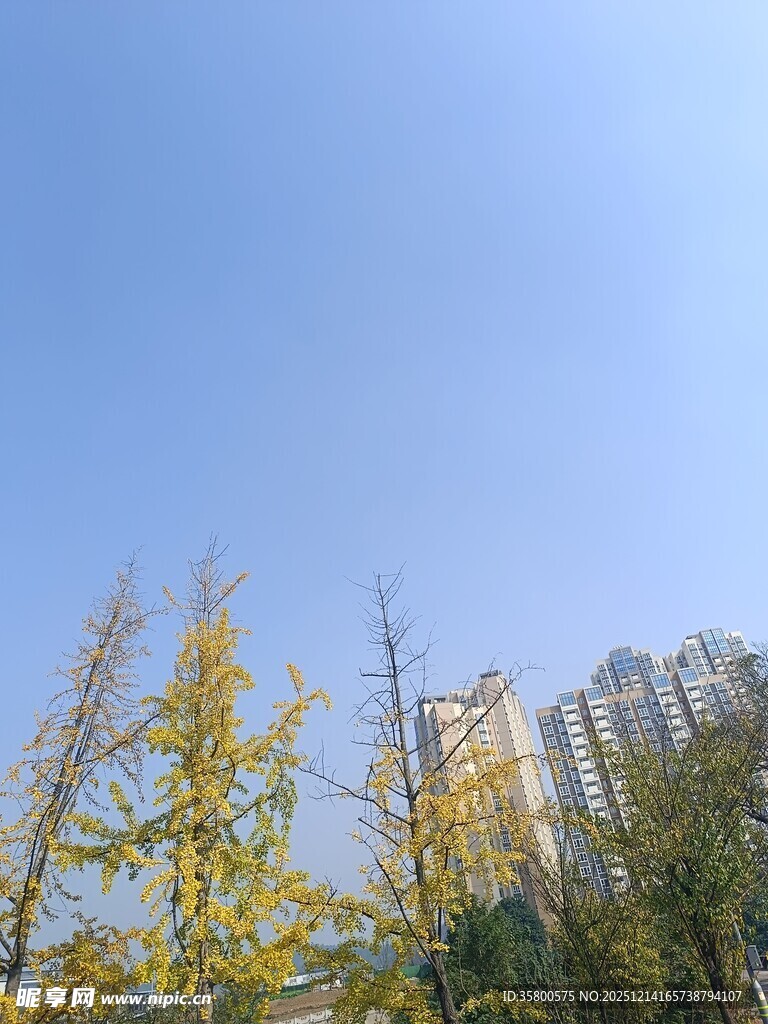 蓝天黄叶下的城市建筑