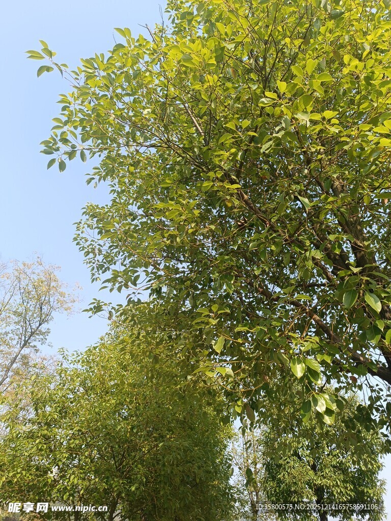 阳光下葱郁的绿树景观