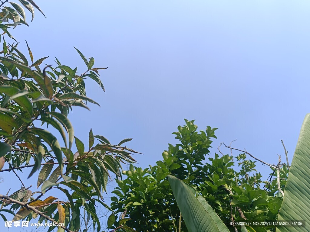 蓝天绿叶