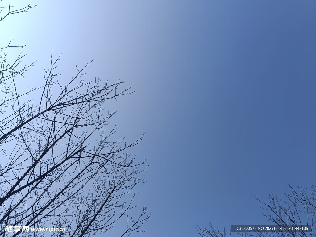 蓝天映衬下的光秃树枝