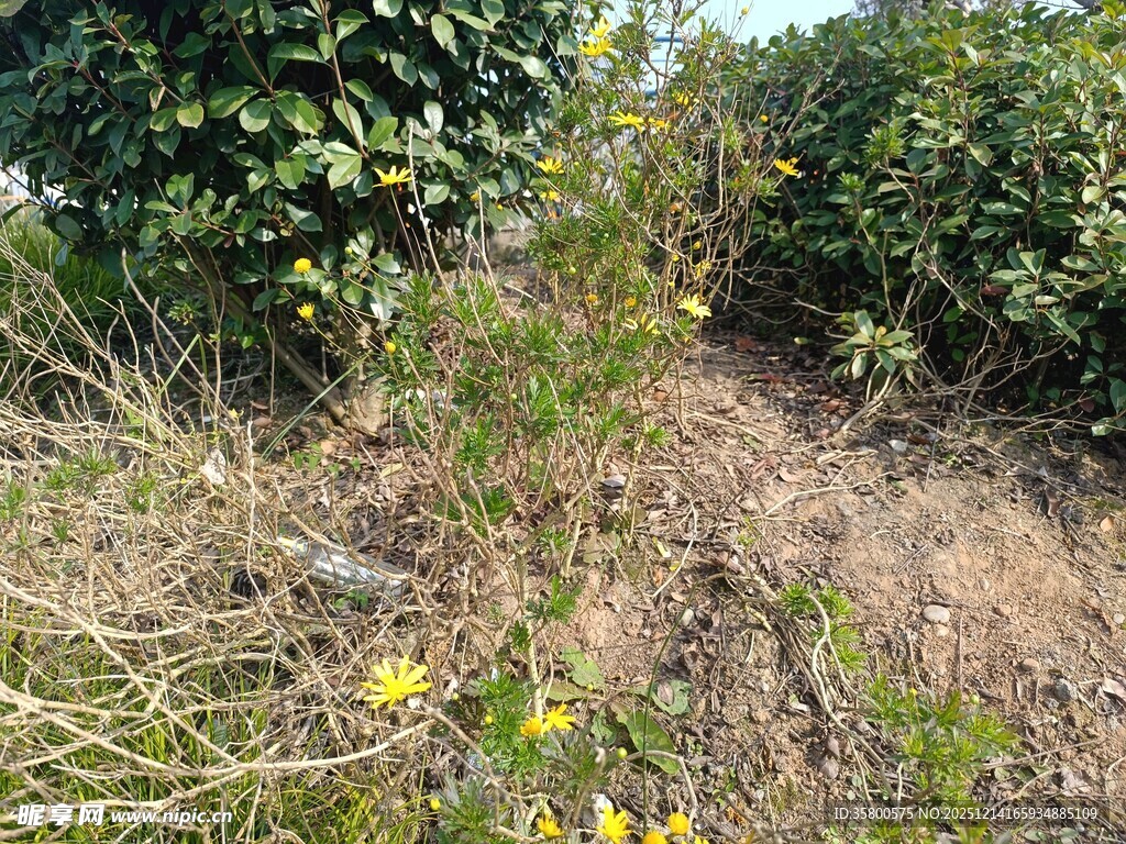 田间绿植与黄色小花景象
