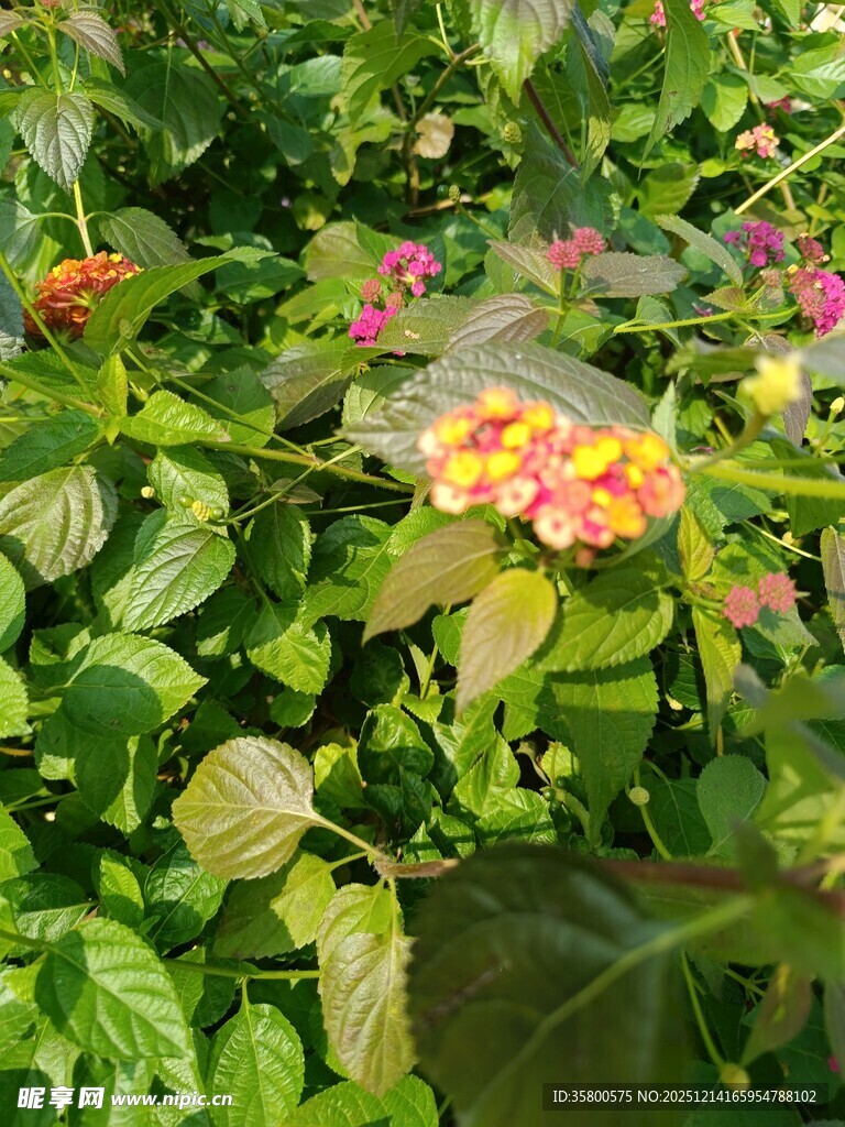 多彩斑斓的美丽花卉景观