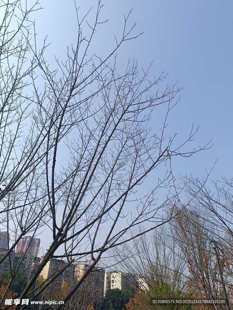 冬日枯树与远处建筑景观