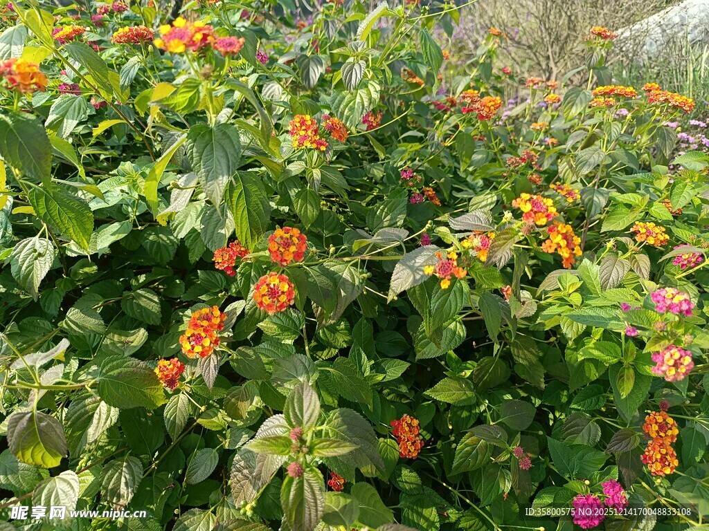 多彩花卉绽放的繁茂景象