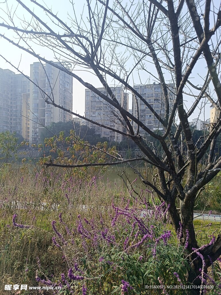 城郊野花与树木景观