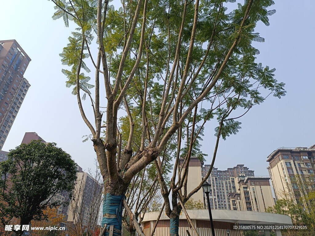 城市中挺拔的绿树景观