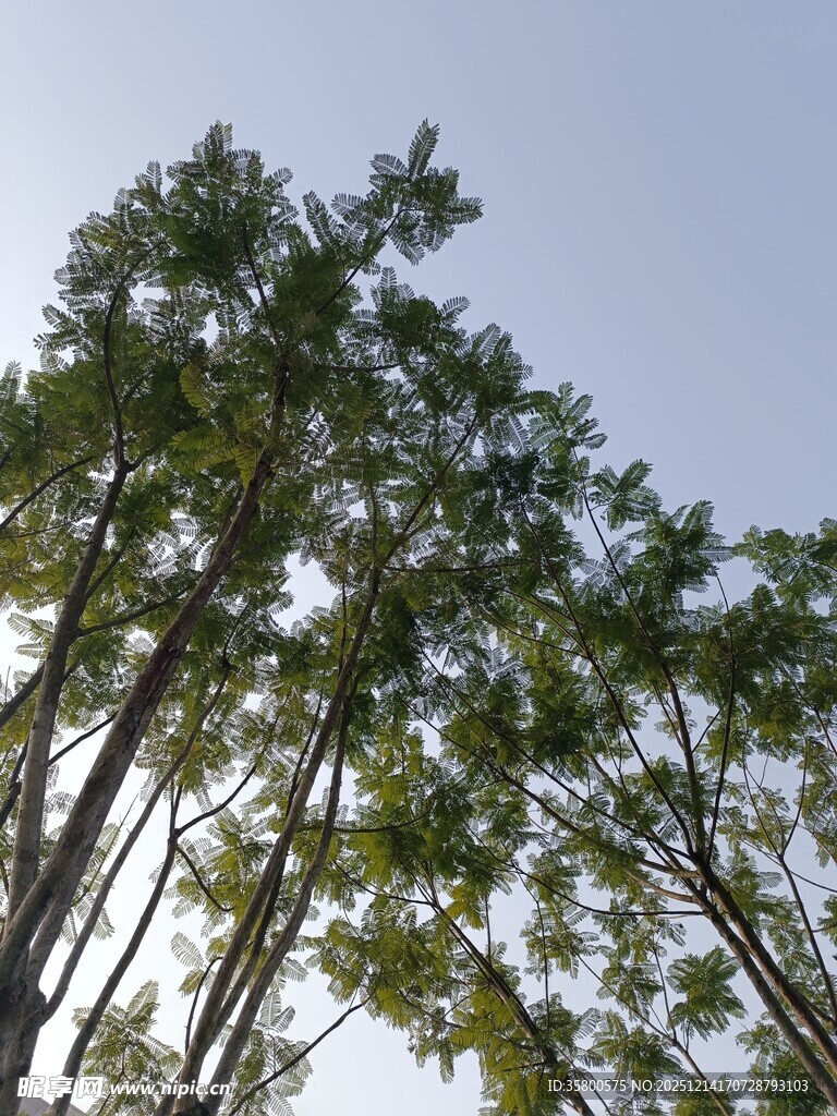 仰视葱郁树木与蓝天