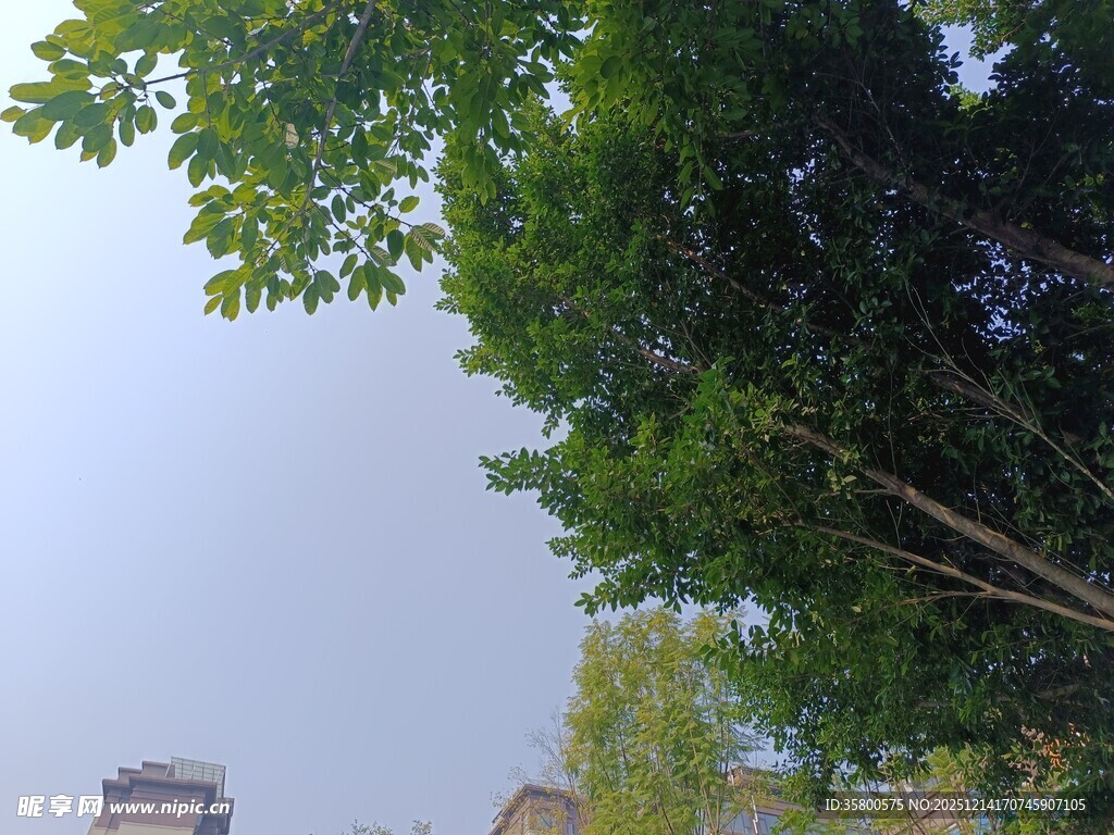 绿树蓝天城市一角