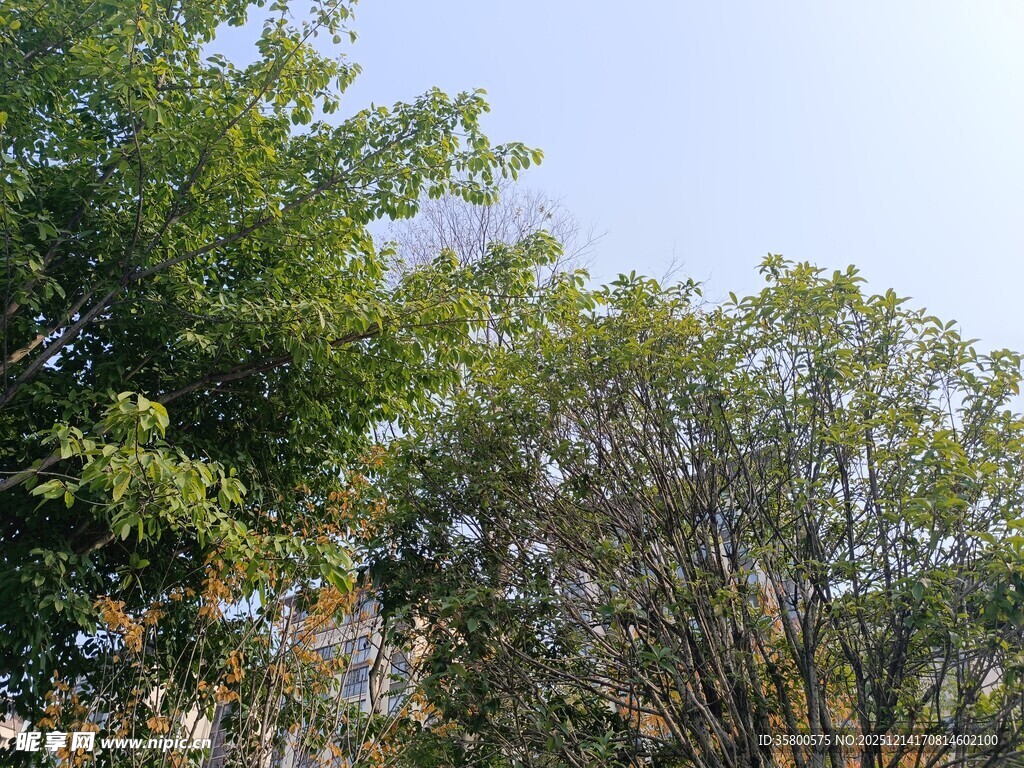 户外茂密绿树景观