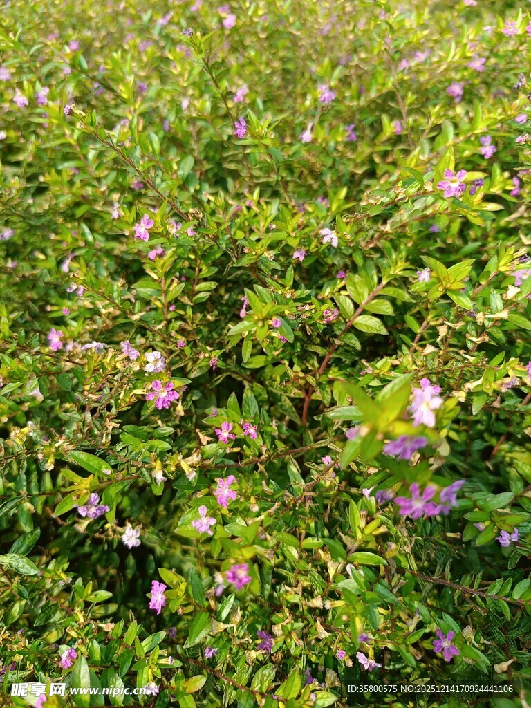 繁茂花丛中的粉色小花