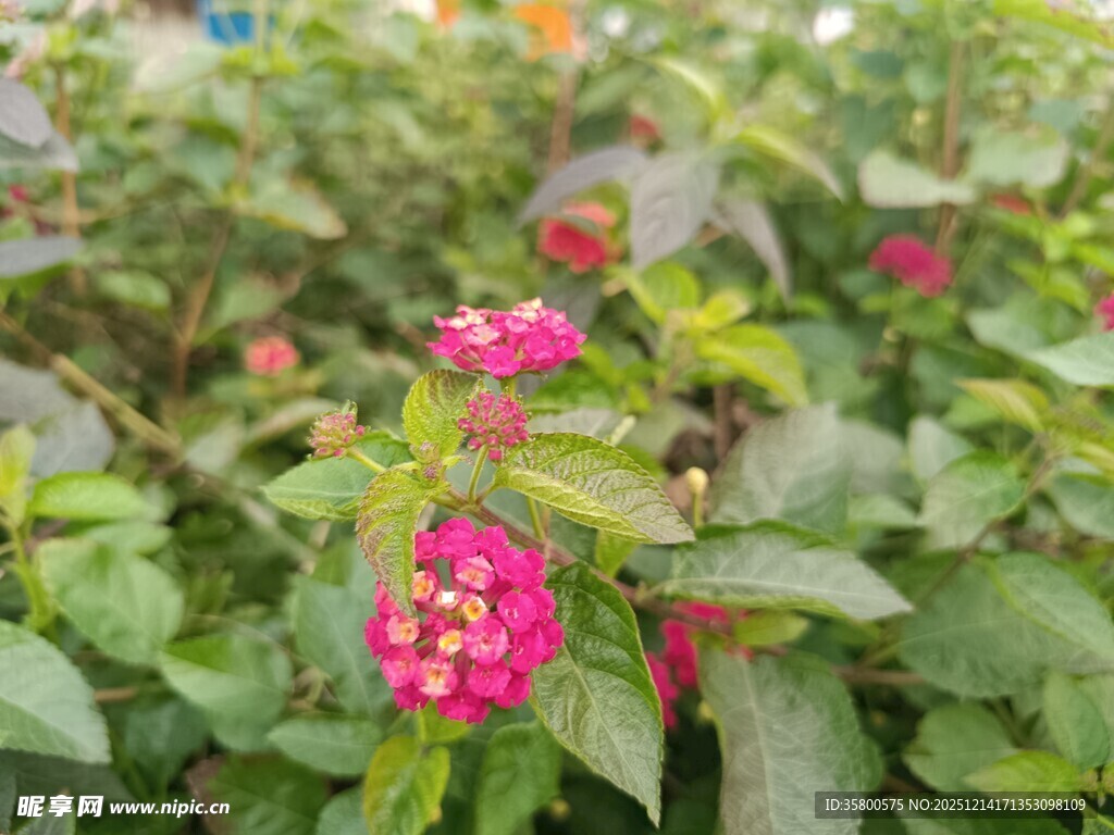 娇艳粉色花朵绽放绿叶间