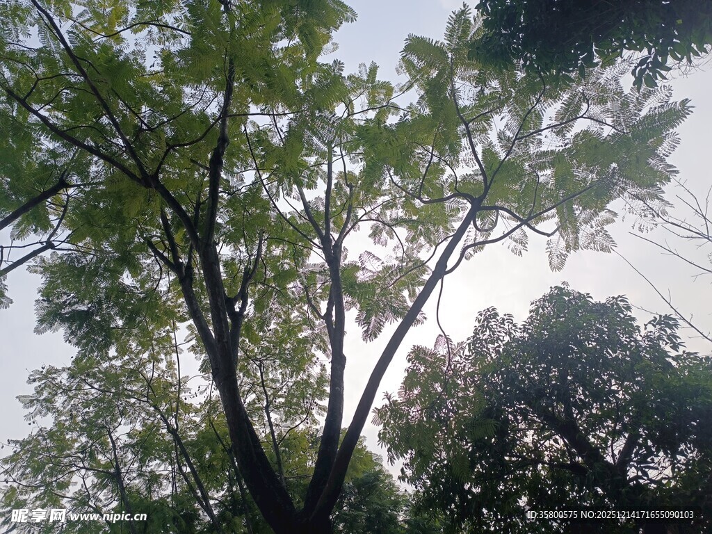 仰视繁茂绿树